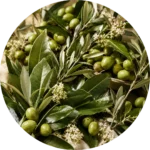 Olive & Laurel Oil Soaps